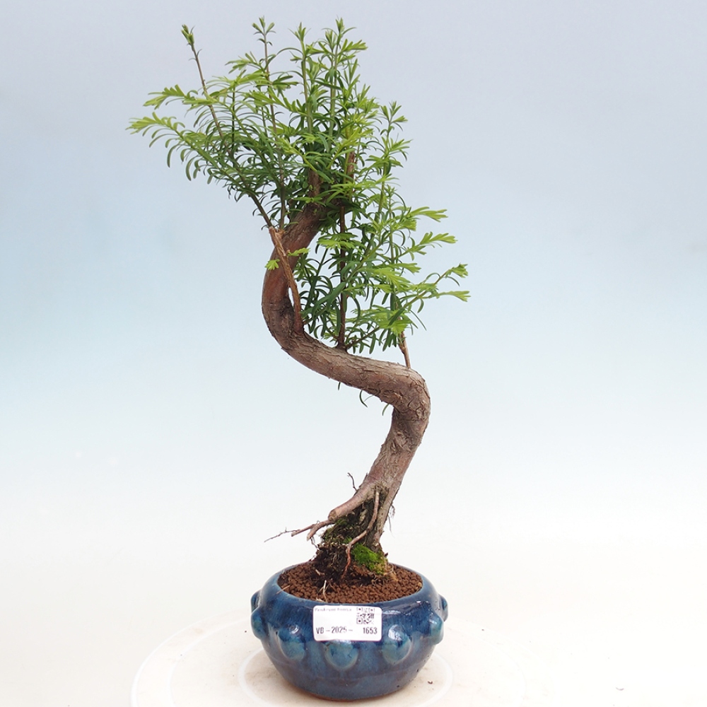 Bonsai im Freien - Metasequoia glyptostroboides - Chinesischer Metasequoia