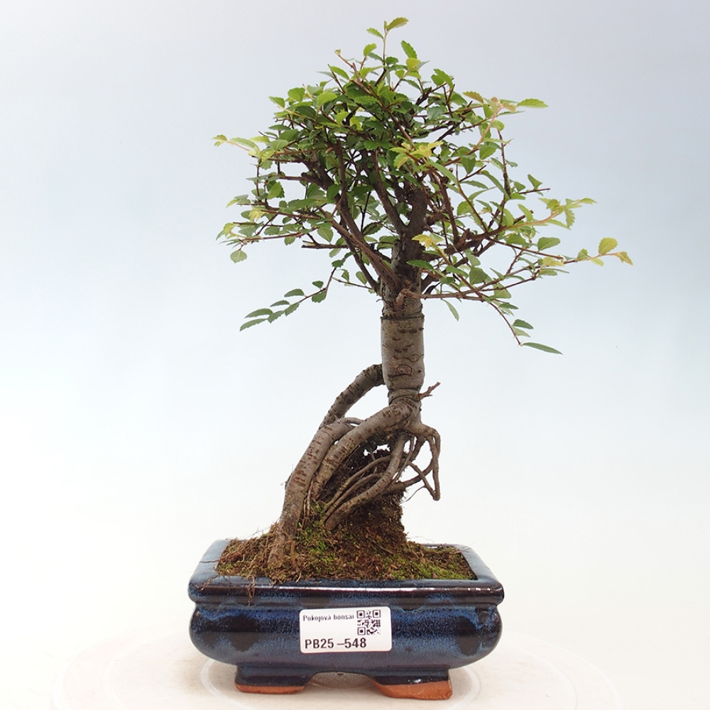 Zimmerbonsai - Ulmus parvifolia - Kleinblättrige Ulme