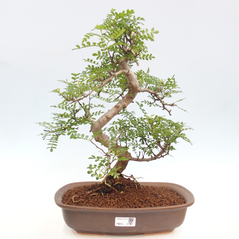 Zimmerbonsai - Zantoxylum piperitum - Pfefferminze