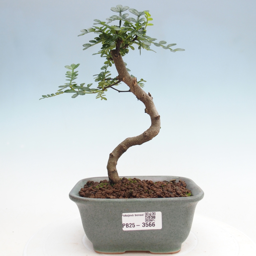 Zimmer Bonsai - Zantoxylum piperitum - Pfefferbaum