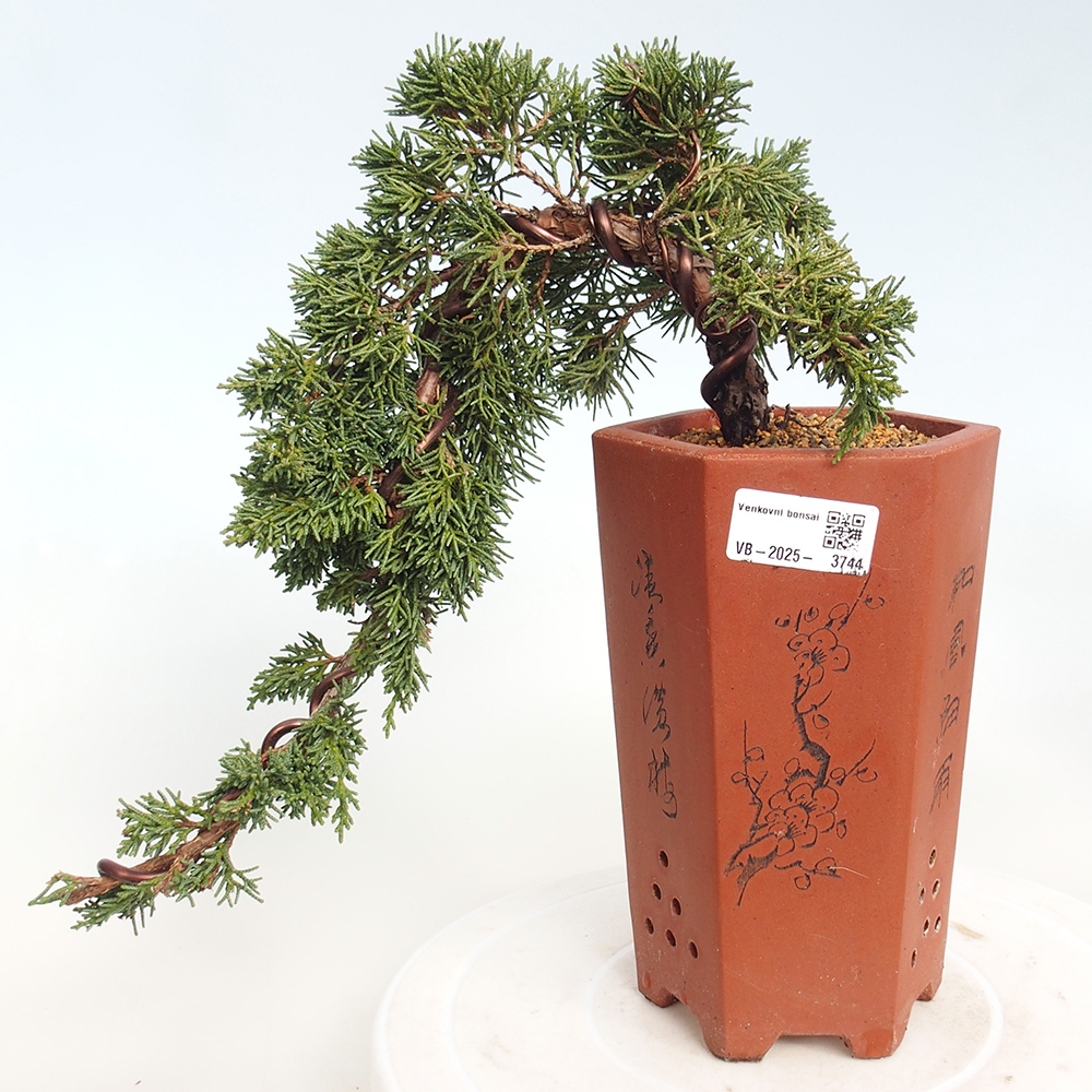 Bonsai für draußen - Juniperus chinensis Kishu