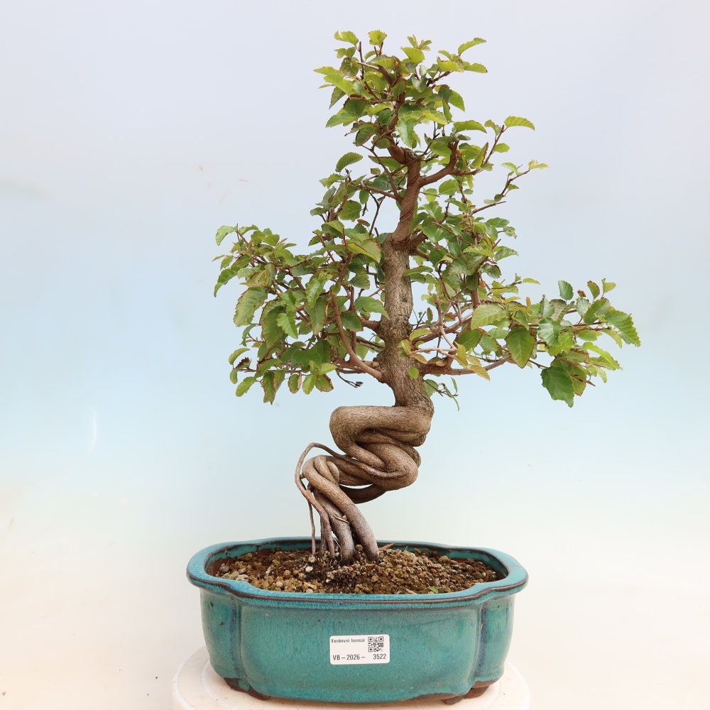 Bonsai für draußen -Carpinus CARPINOIDES - Koreanische Hainbuche