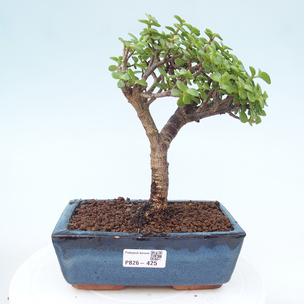 Zimmer Bonsai - Portulakaria Afra - Tlustice
