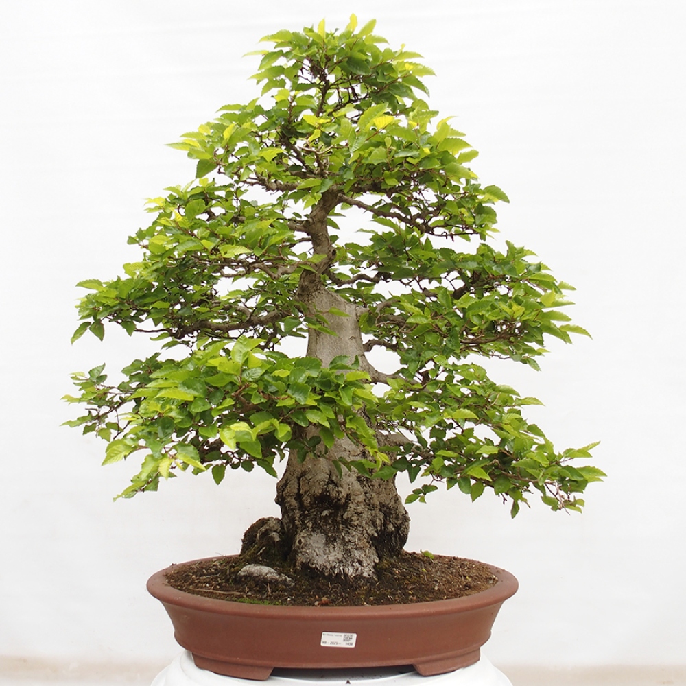 Bonsai im Freien -Carpinus CARPINOIDES - Koreanische Hainbuche