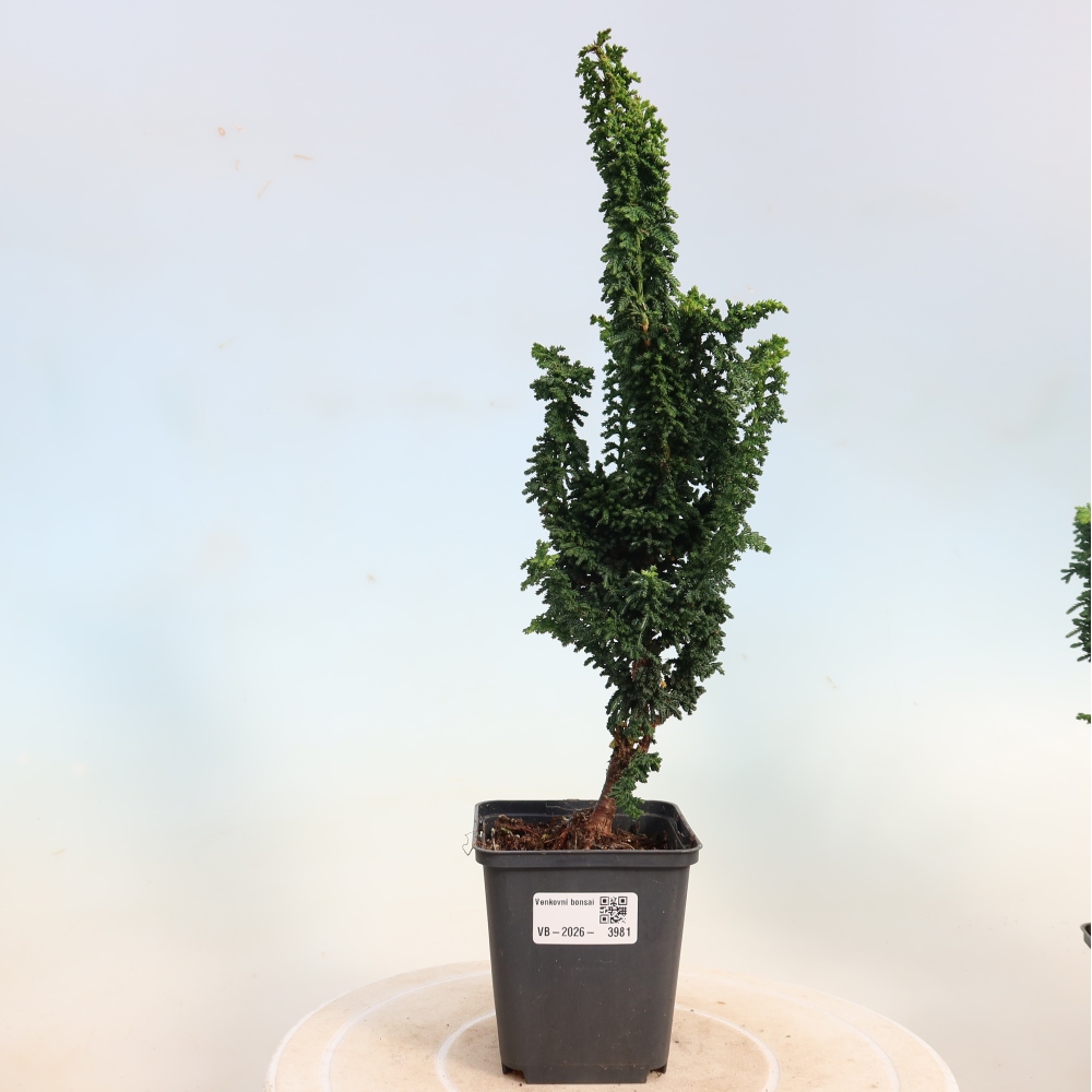 Bonsai für draußen - Cham. obtusa SEKKA HINOKI - Zypresse