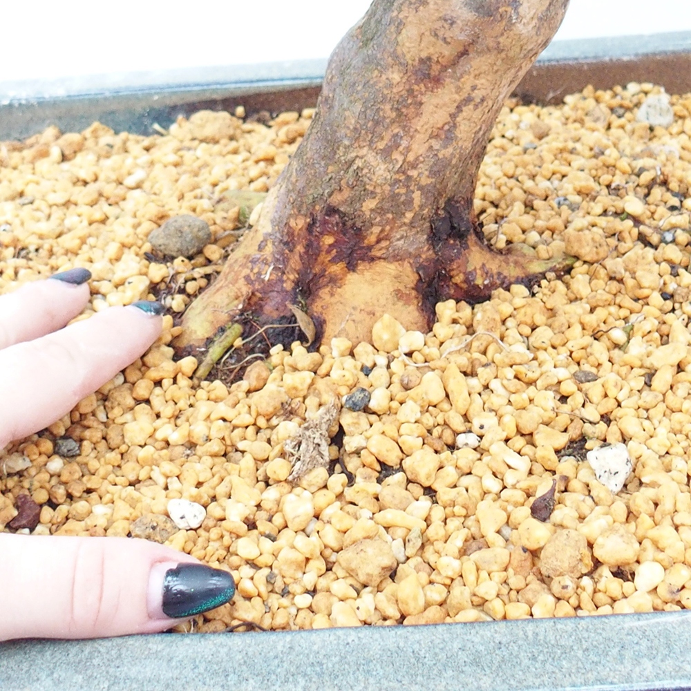 Bonsai für draußen - Japanische Azalee - Azalee Koki