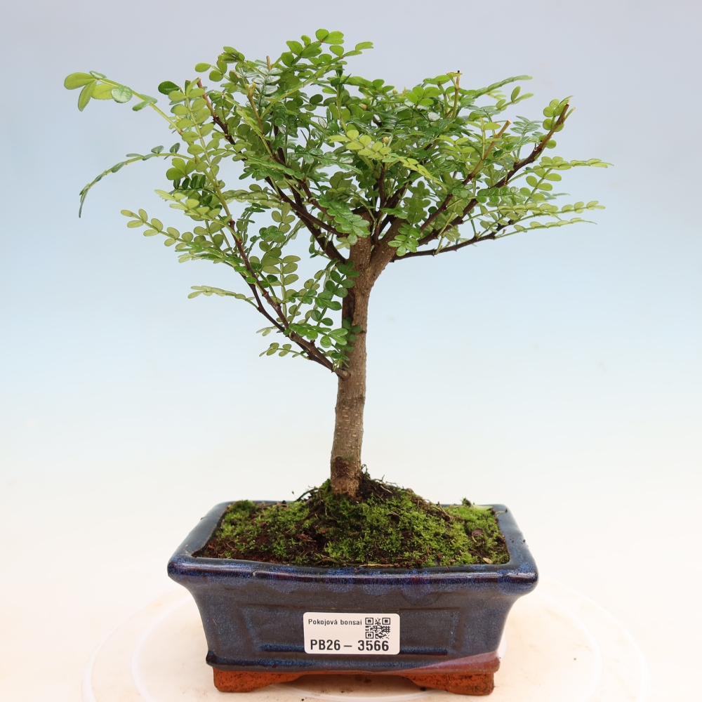Zimmer Bonsai - Zantoxylum piperitum - Pfefferbaum