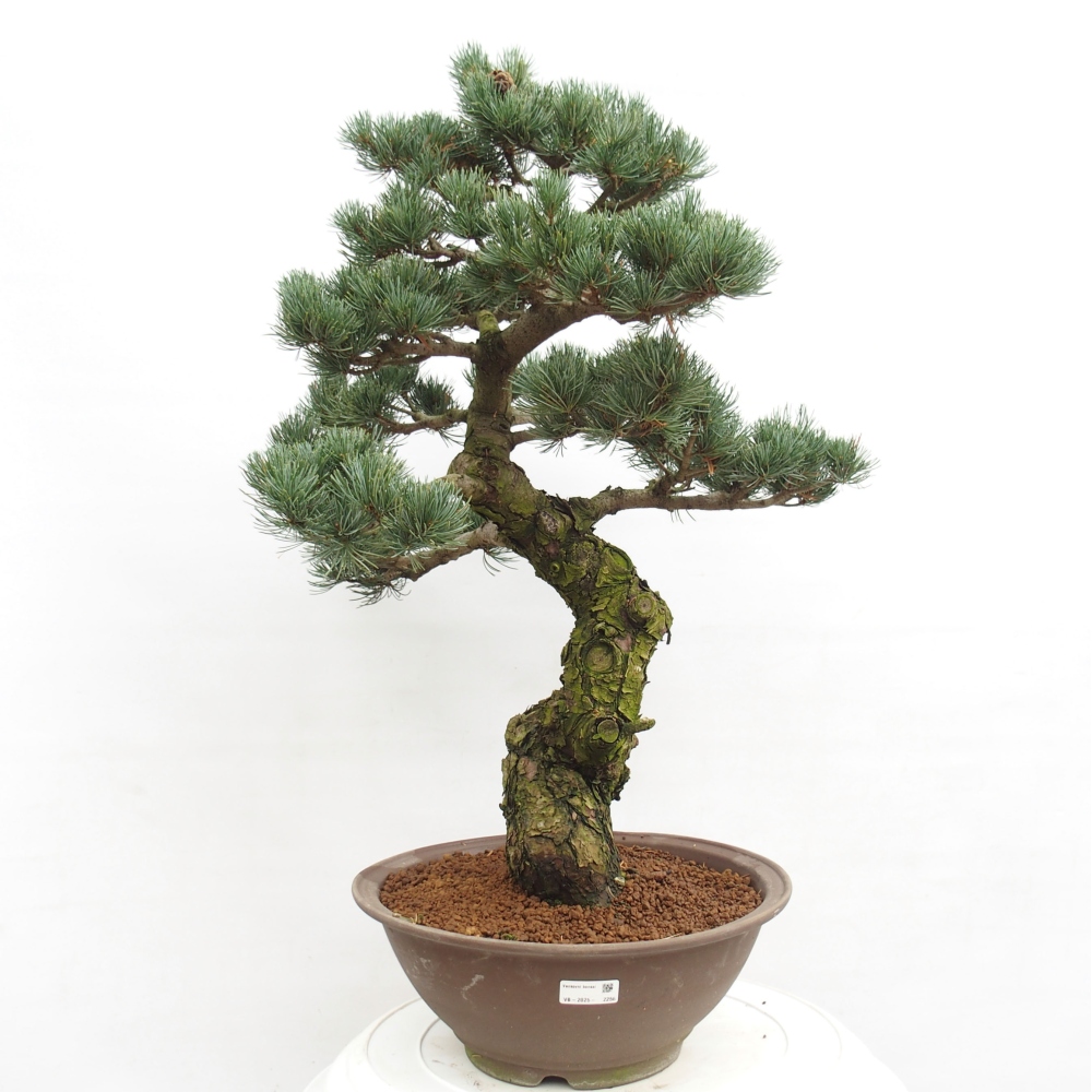 Bonsai im Freien - Pinus parviflora - kleine Kiefer