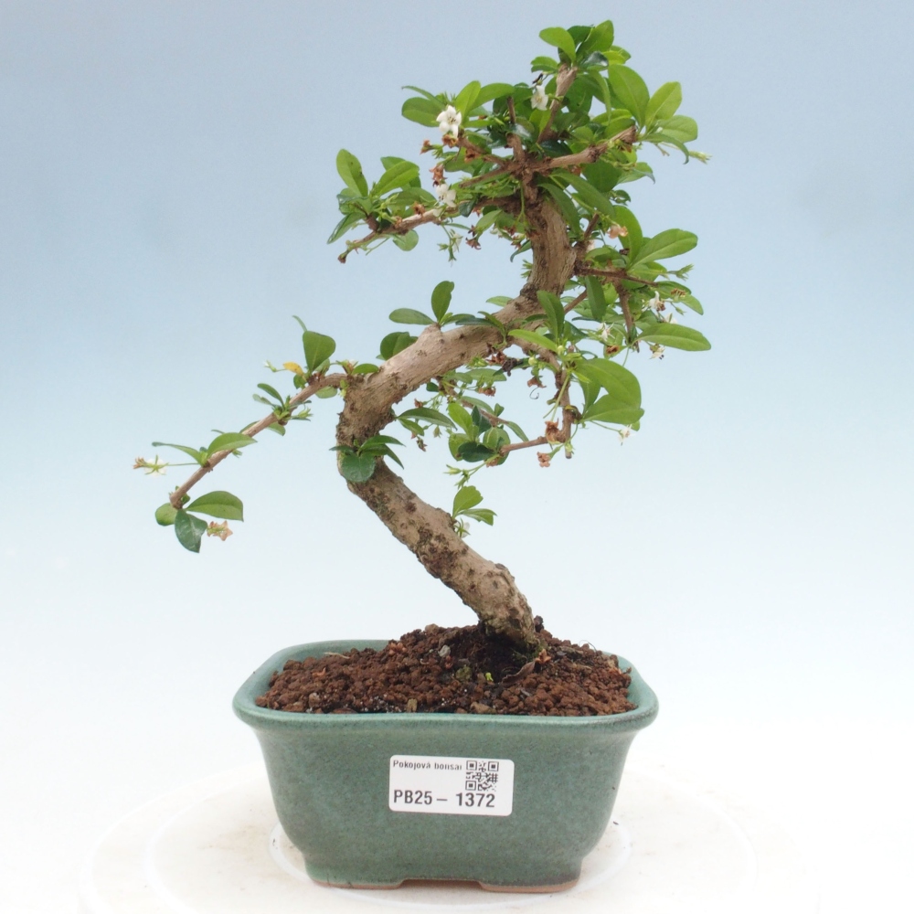 Zimmerbonsai - Carmona Macrophylla - Fuki-Tee
