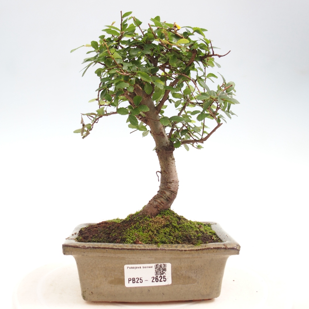Zimmerbonsai - Ulmus parvifolia - Kleinblättrige Ulme