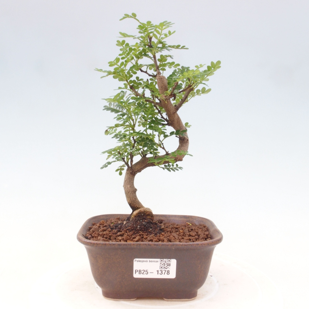 Indoor-Bonsai - Zantoxylum piperitum - Pfefferminze