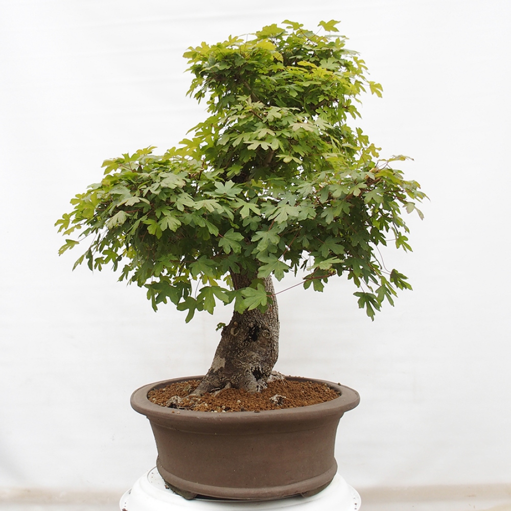 Bonsai im Freien - Französischer Ahorn - Acer Nonspessulanum
