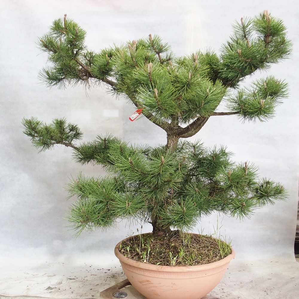 Bonsai im Freien - Pinus Nigra - Schwarzkiefer