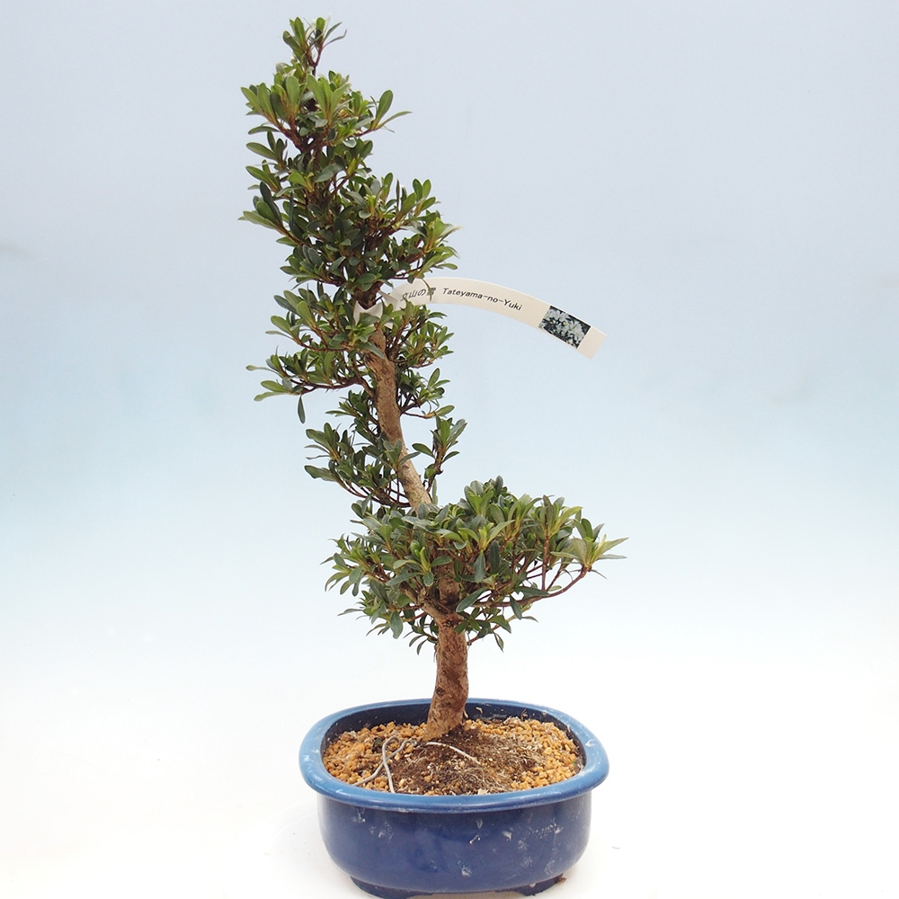 Bonsai für draußen - Japanische Azalee - Azalee Tateyama-no-Yuki