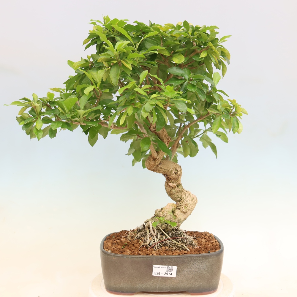Zimmerbonsai - Duranta erecta Aurea