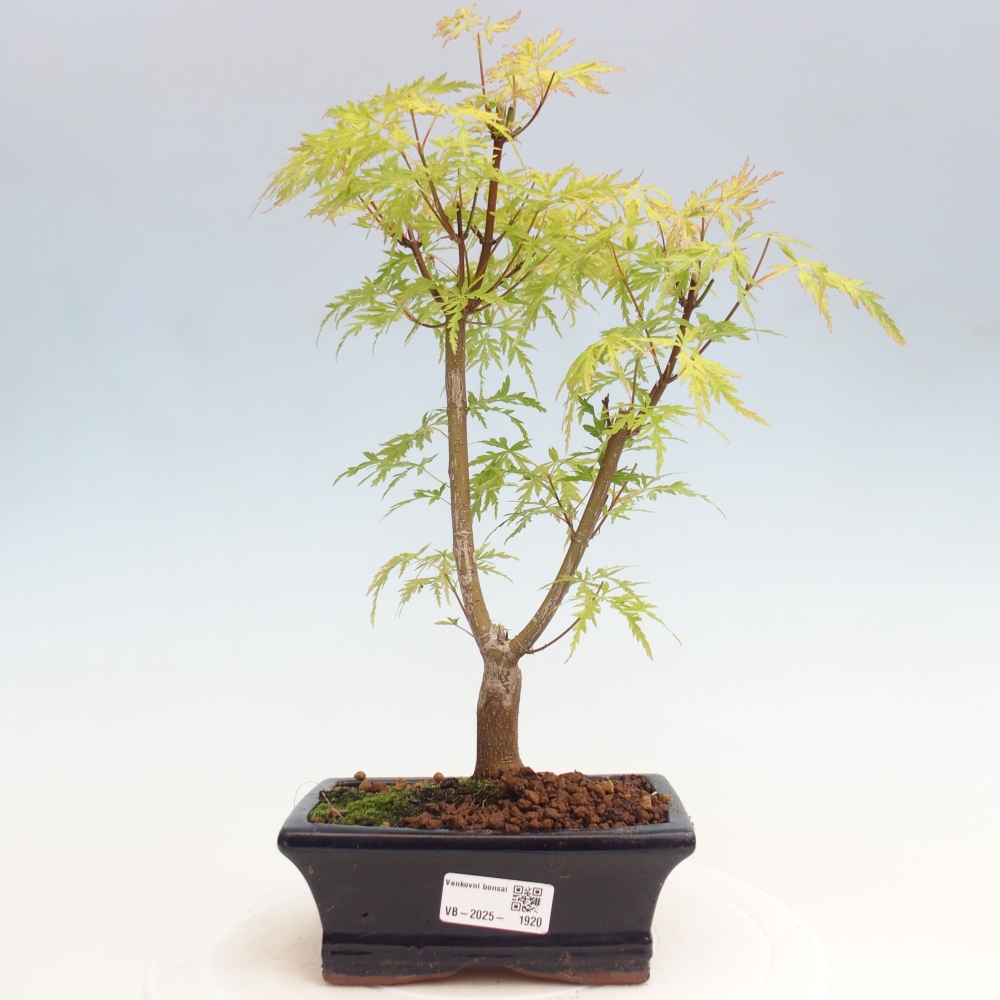 Bonsai im Freien - Acer palmatum Dissectum - japanischer Ahorn 