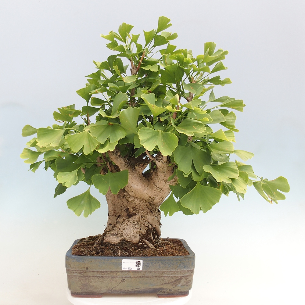 Bonsai im Freien - Jinan biloba - Ginkgo biloba