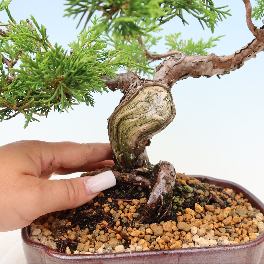 Bonsai für draußen - Juniperus chinensis Itoigawa