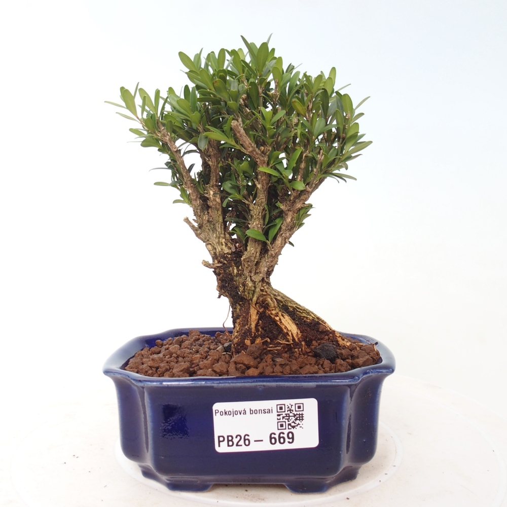 Zimmer Bonsai - Buxus harlandii - Korkbuxus