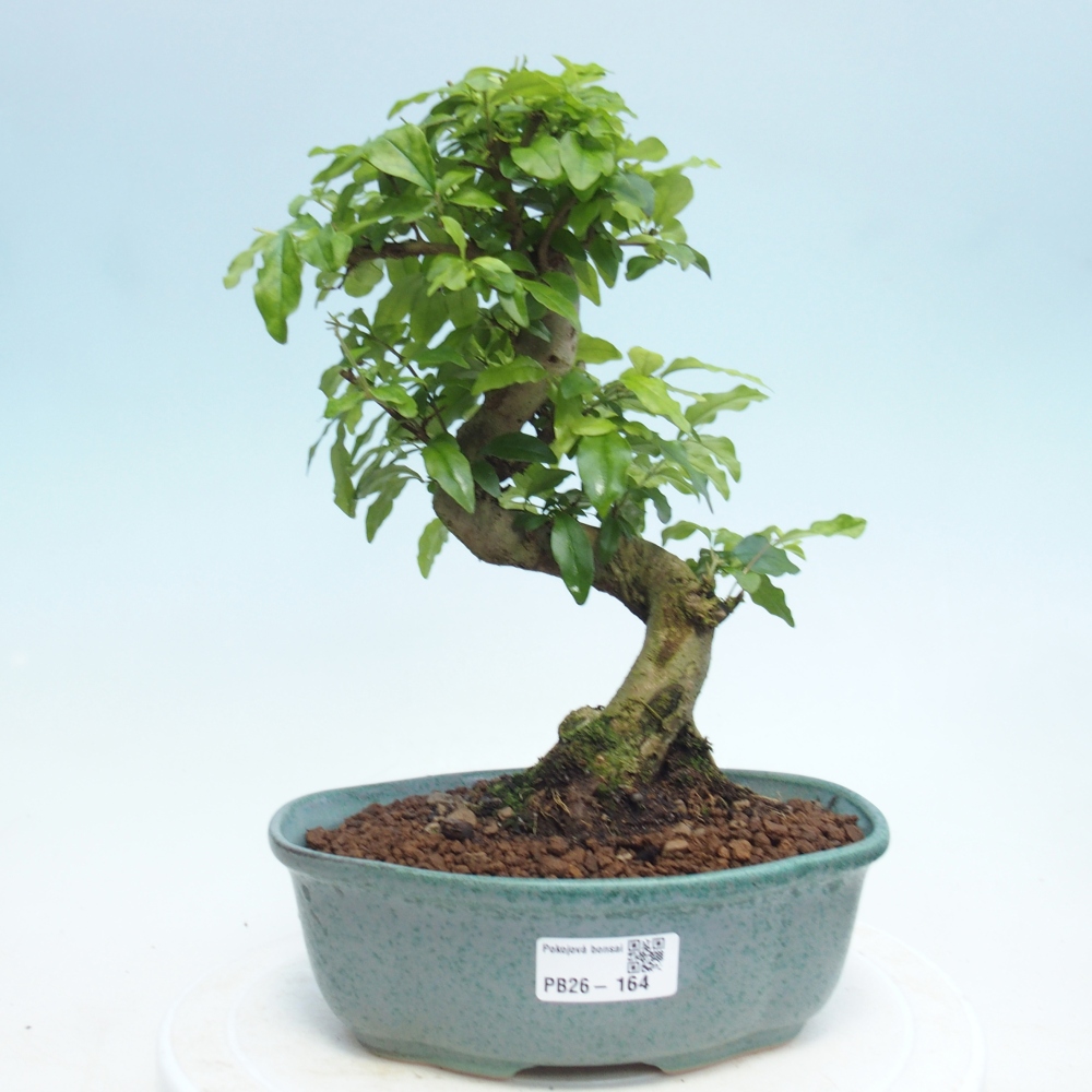 Indoor bonsai -Ligustrum retusa - small-leaved bird's beak