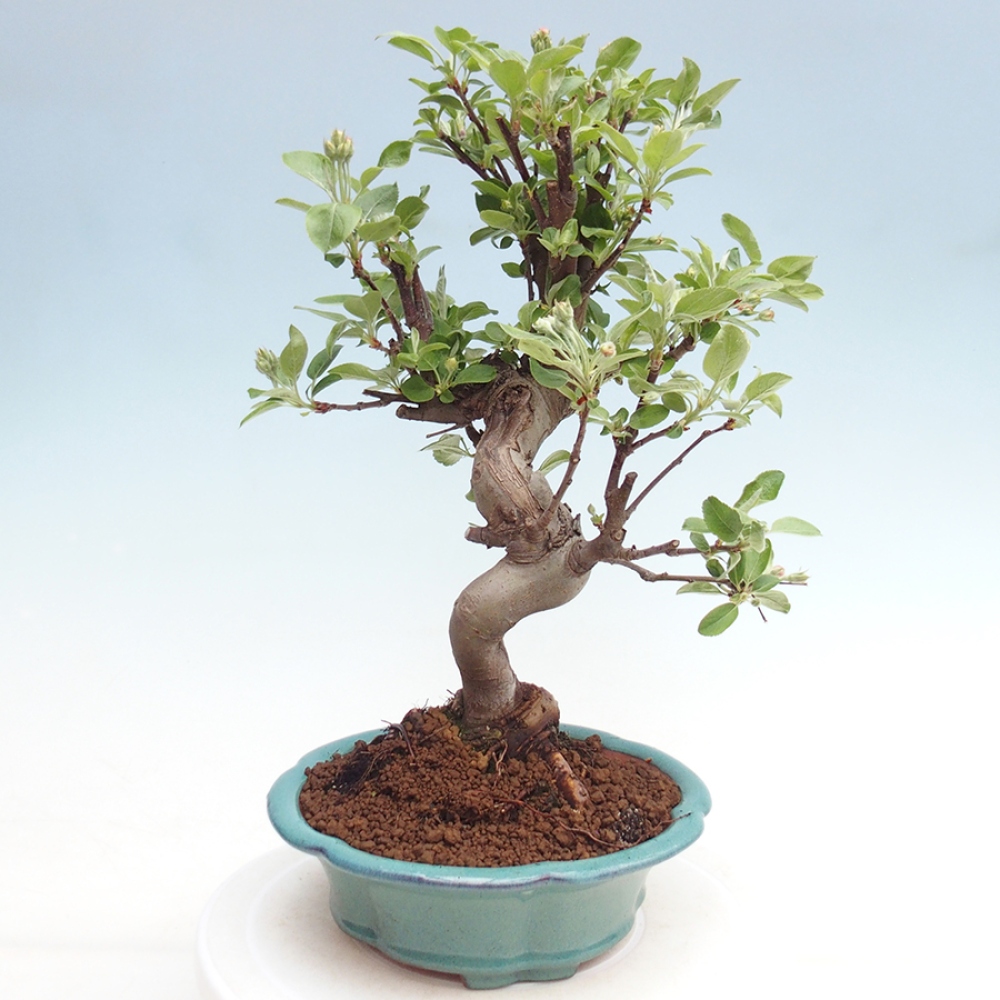 Bonsai im Freien - Malus halliana - Kleinfruchtiger Apfelbaum