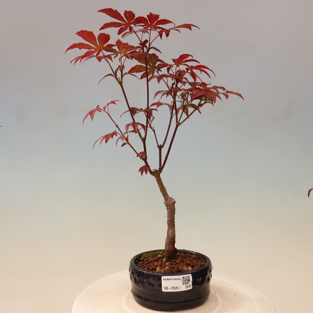 Bonsai für draußen - Acer-Palme. Atropurpureum-Javor palmate