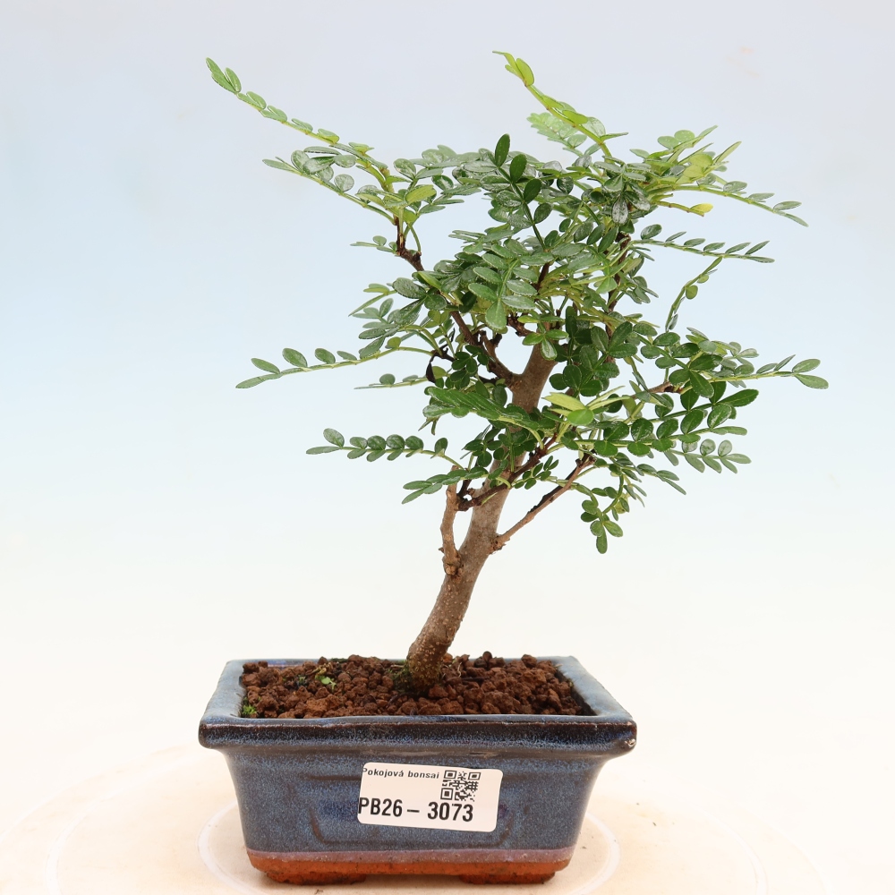 Zimmer Bonsai - Zantoxylum piperitum - Pfefferbaum