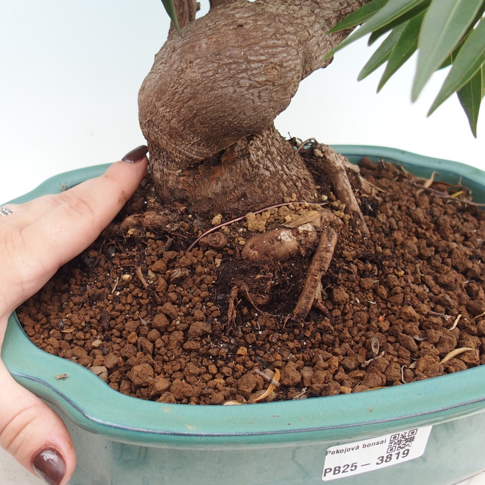 Zimmerbonsai - Ficus nerifolia - Kleinblättriger Ficus