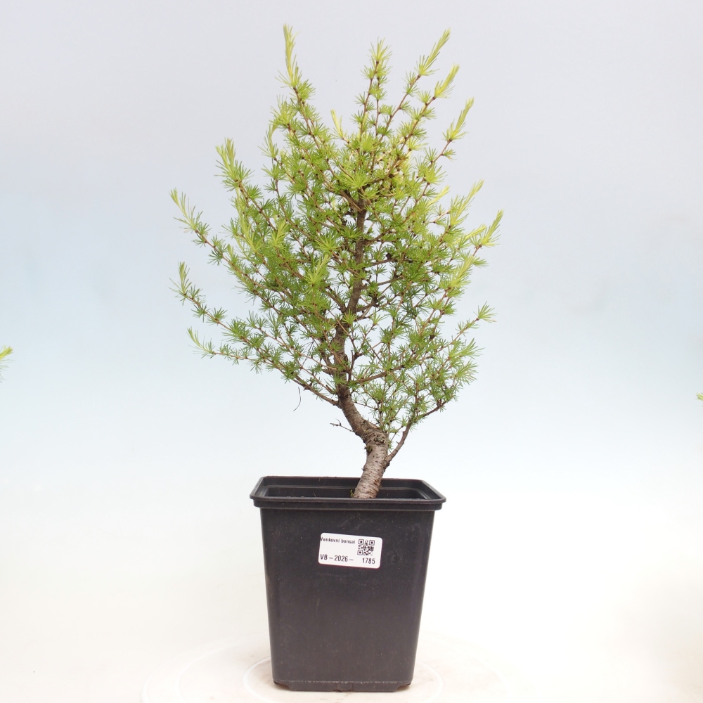 Bonsai für draußen -Larix decidua - Lärche