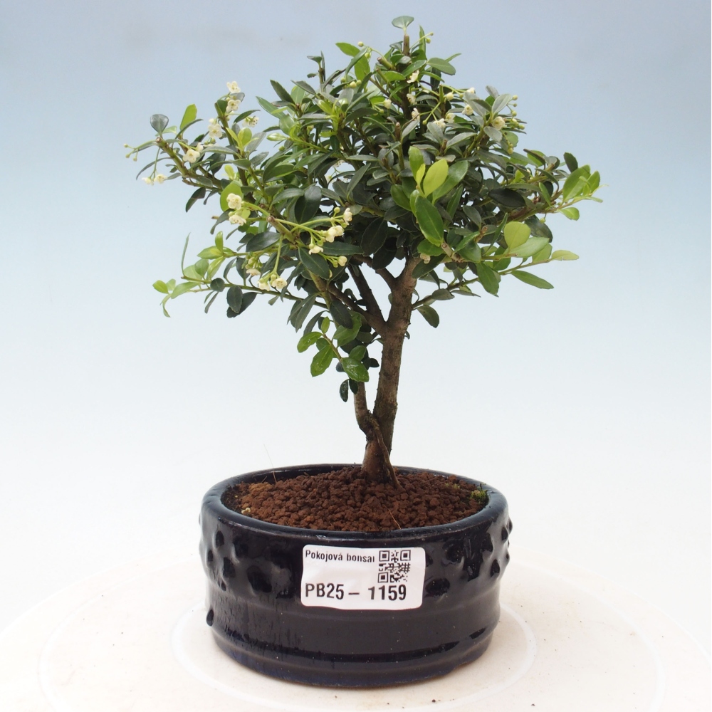 Zimmerbonsai - Ilex crenata - Holly