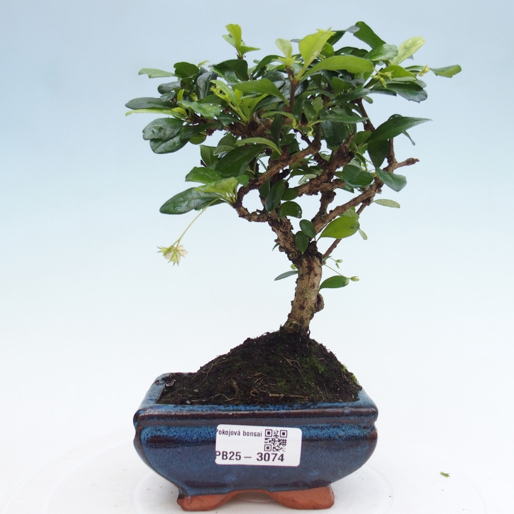 Zimmerbonsai - Carmona Macrophylla - Fuki-Tee