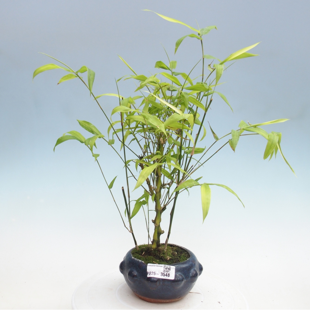 Zimmer Bonsai - Bambus budha-Bambus budha bauch