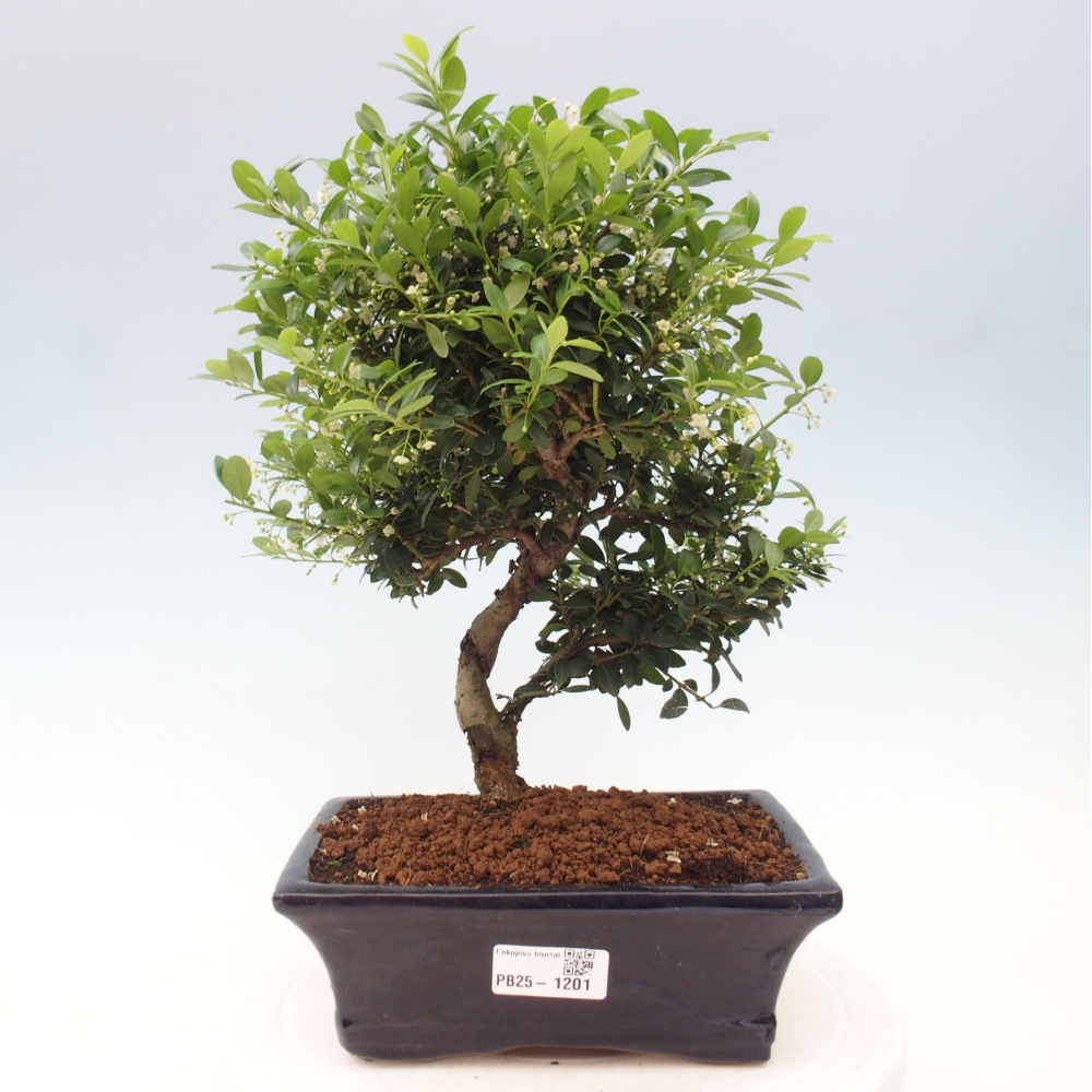 Zimmerbonsai - Ilex crenata - Holly