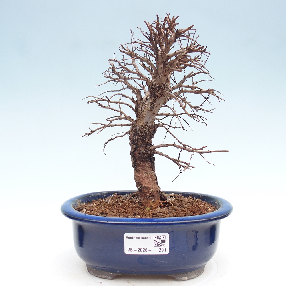 Bonsai für draußen - Zelkova - Zelkova NIRE