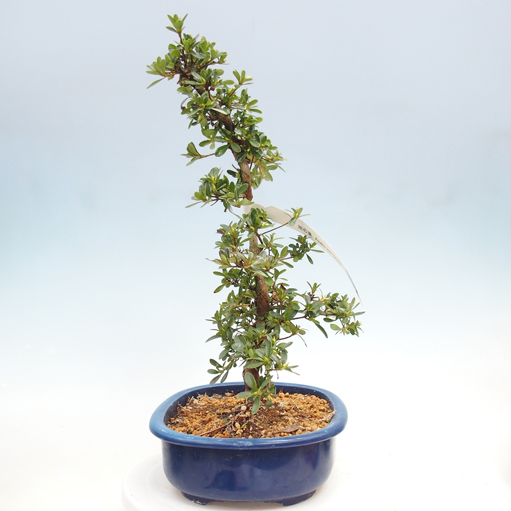 Bonsai für draußen - Japanische Azalee - Azalee Asahi-no-izumi