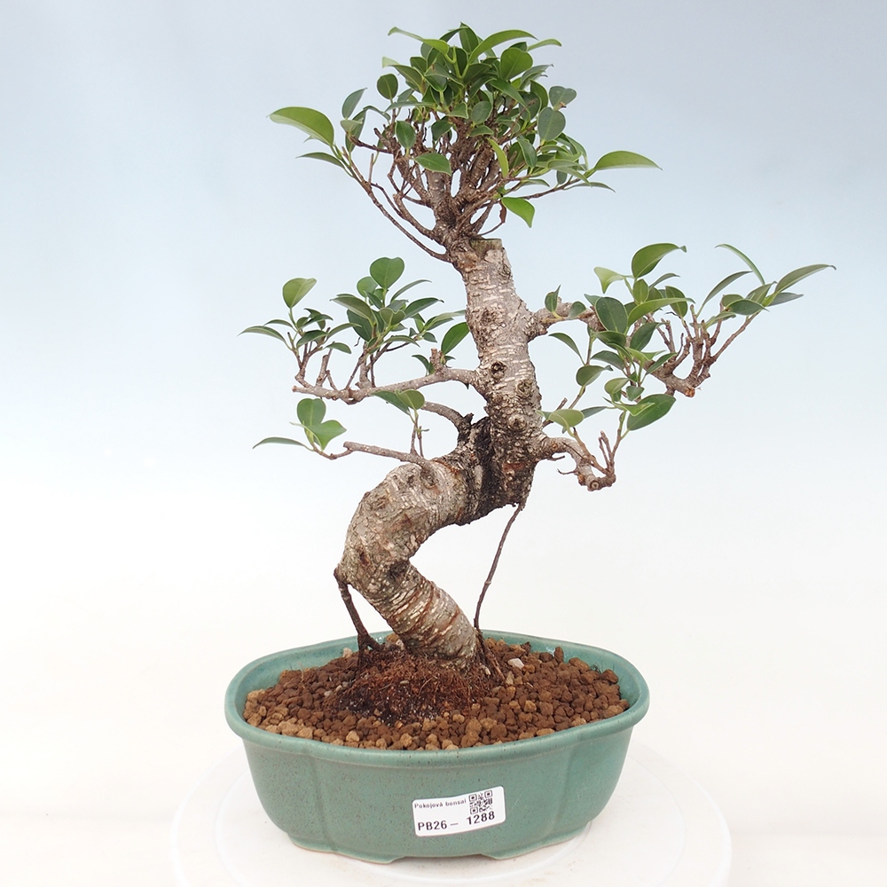 Zimmerbonsai - Ficus retusa - Kleinblättriger Ficus
