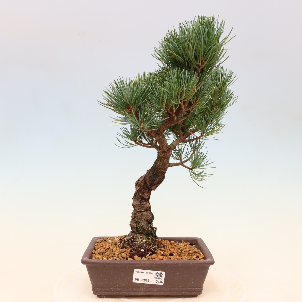 Bonsai für draußen - Pinus parviflora - Pinus parviflora