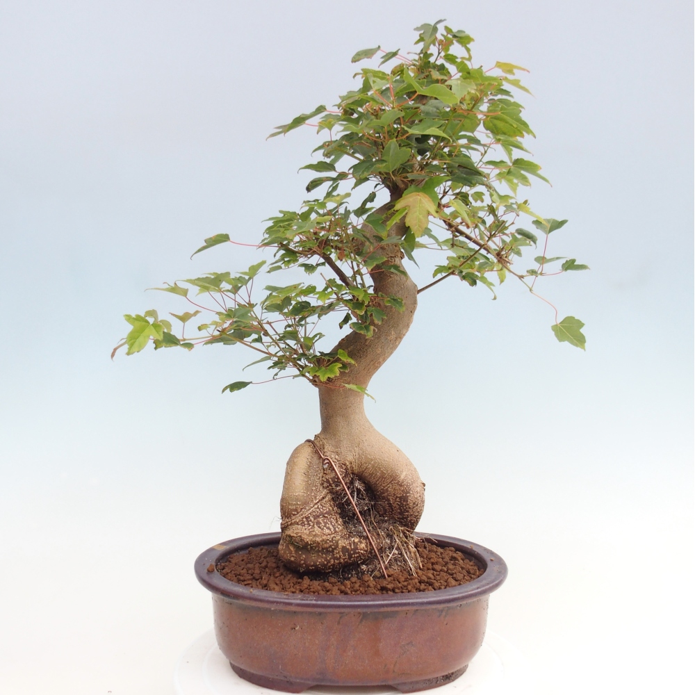Bonsai im Freien - Ahorn Buergerianum - Burger Maple