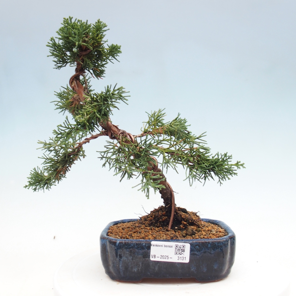 Bonsai im Freien - Juniperus chinensis Kishu - Chinesischer Wacholder