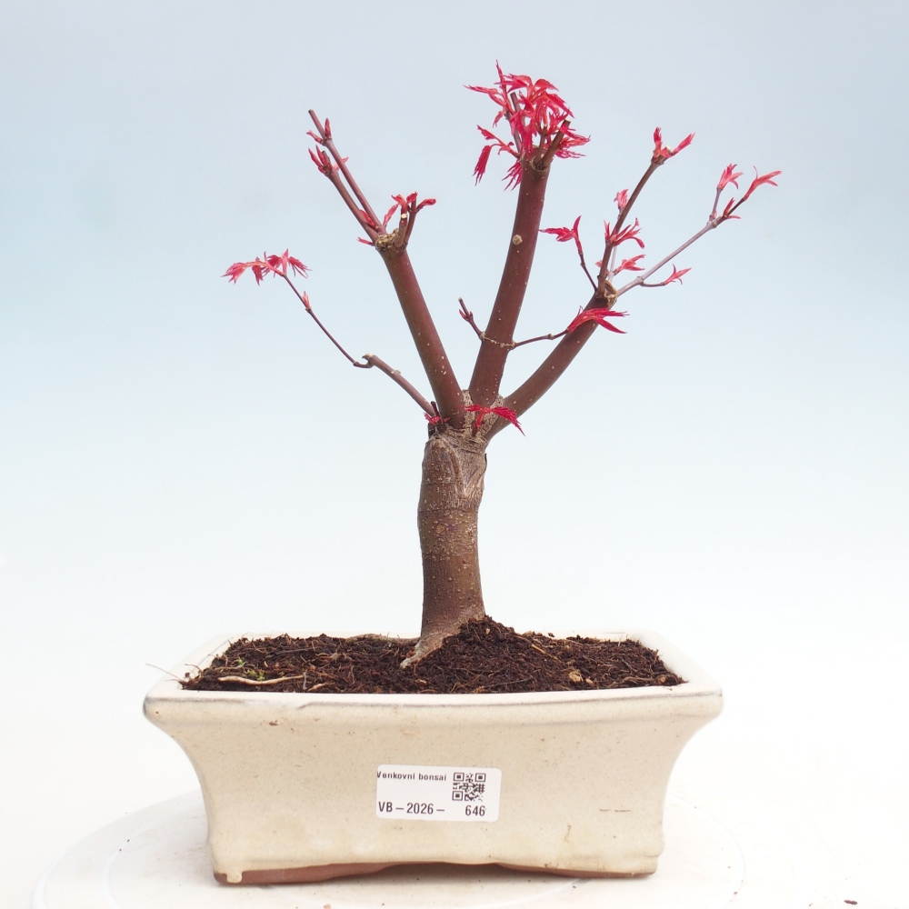 Bonsai für draußen - Acer palmatum DESHOJO
