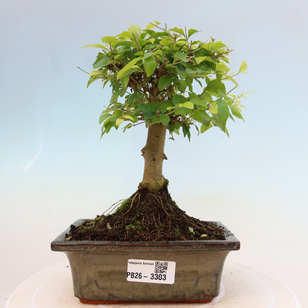 Zimmer Bonsai -Ligustrum chinensis - Vogelschnabel