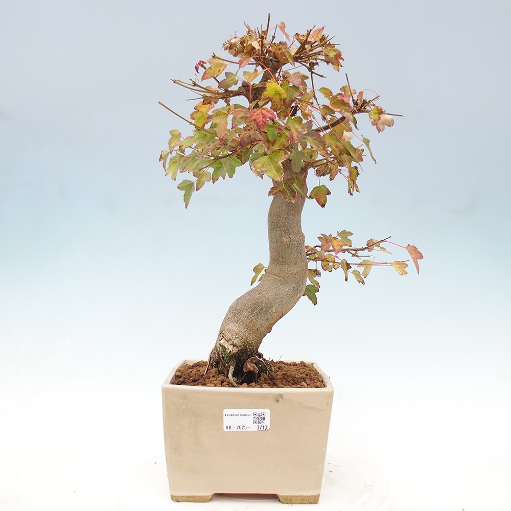 Bonsai im Freien - Ahorn Buergerianum - Burger Maple