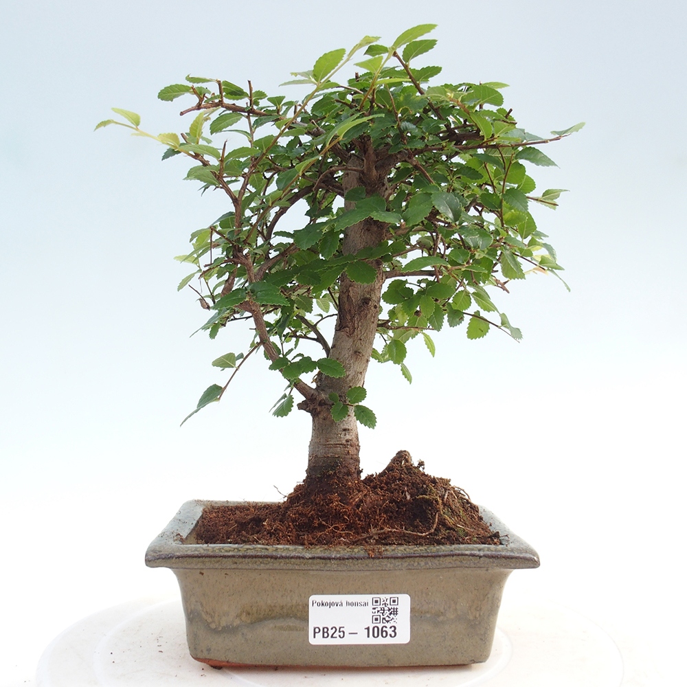 Zimmerbonsai - Ulmus parvifolia - Kleinblättrige Ulme