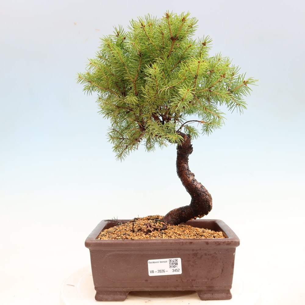 Bonsai für den Außenbereich – Graufichte – Picea glauca Globe