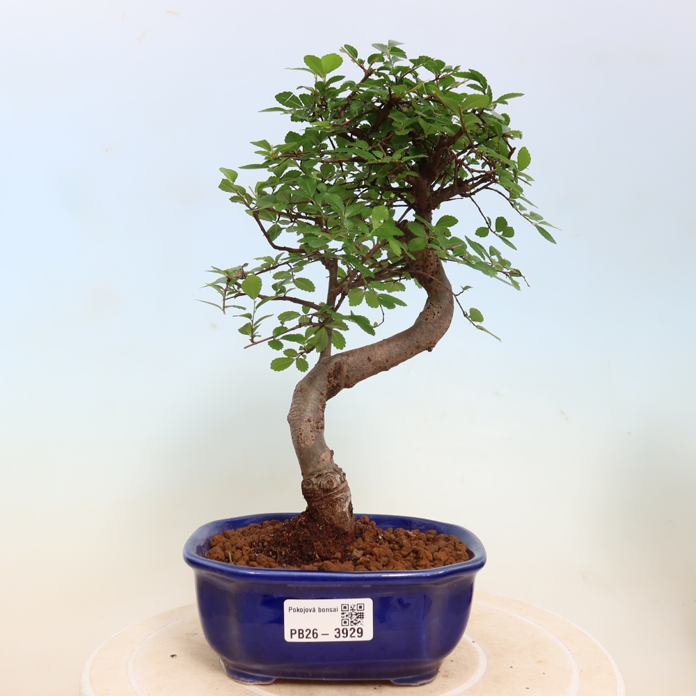 Zimmerbonsai - Ulmus parvifolia - Kleinblättrige Ulme