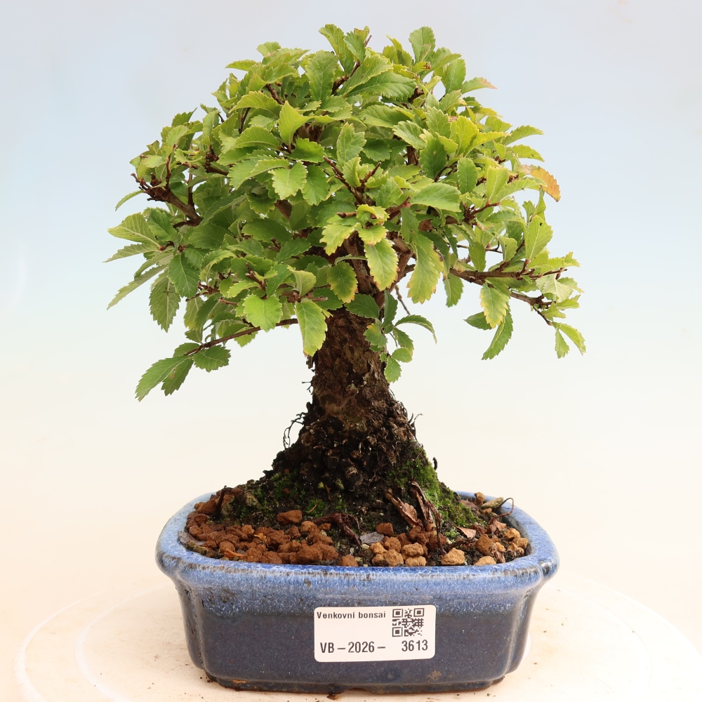 Bonsai für draußen - Zelkova - Zelkova NIRE