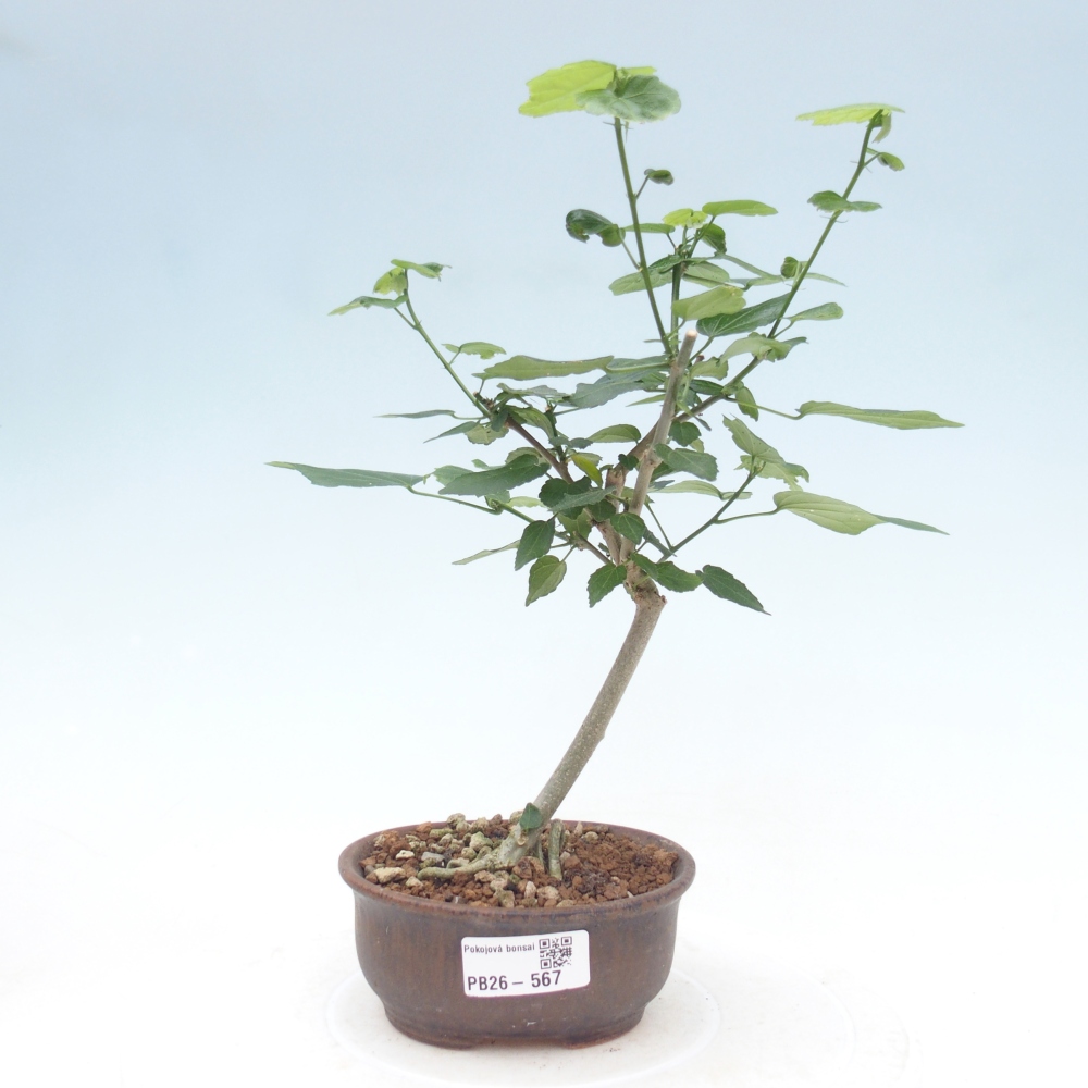 Zimmerbonsai - Malvaviscus arboreus