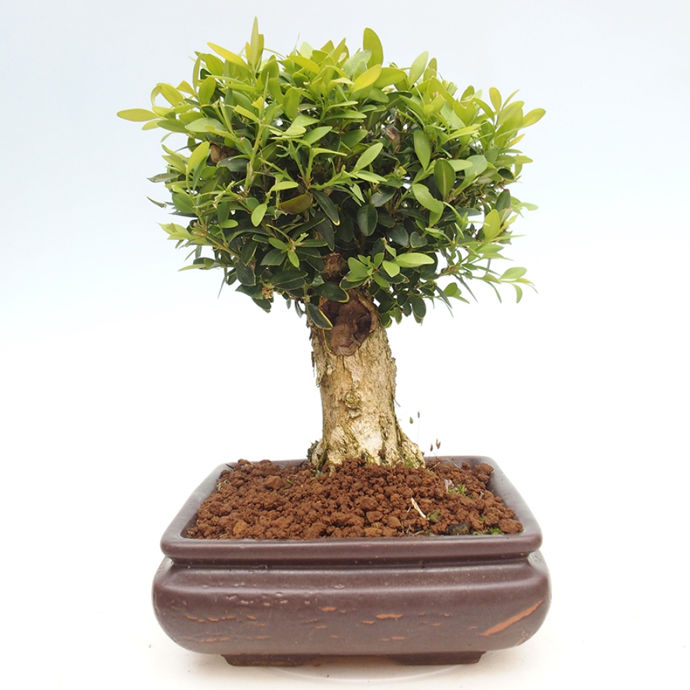 Outdoor-Bonsai - Buxus sempervirens - Buchsbaum