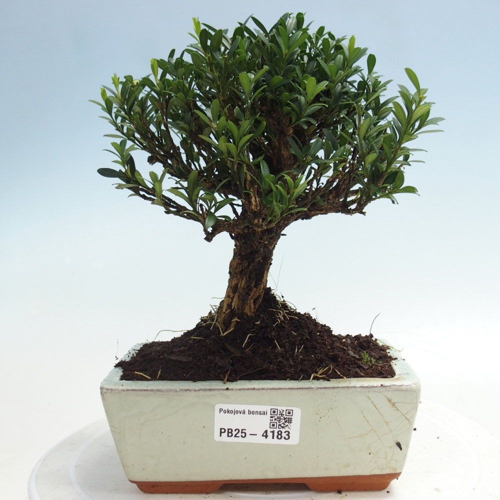 Zimmer Bonsai - Buxus harlandii - Korkbuxus
