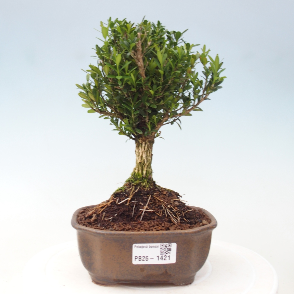 Zimmer Bonsai - Buxus harlandii - Kork Buchsbaum